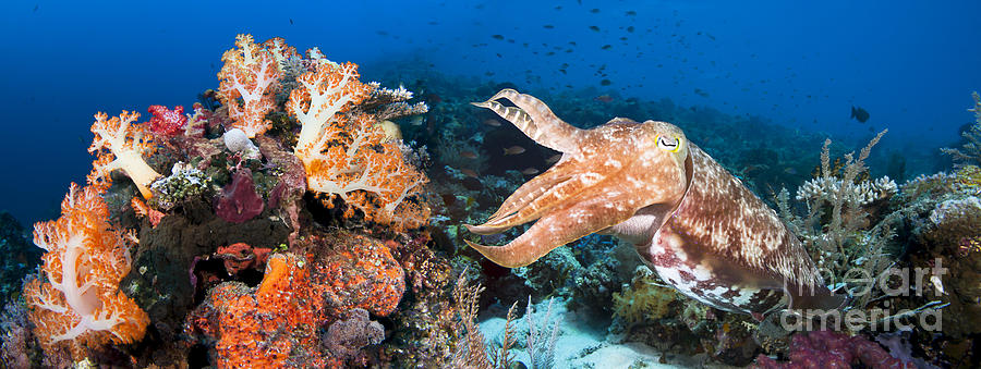 Broadclub Cuttlefish and Reef Photograph by Dave Fleetham - Printscapes