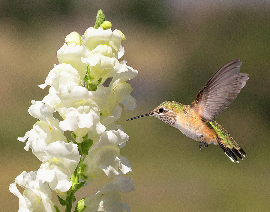 Broadtail Hummingbird at Snapdragon Flower Photograph by Lowell Monke