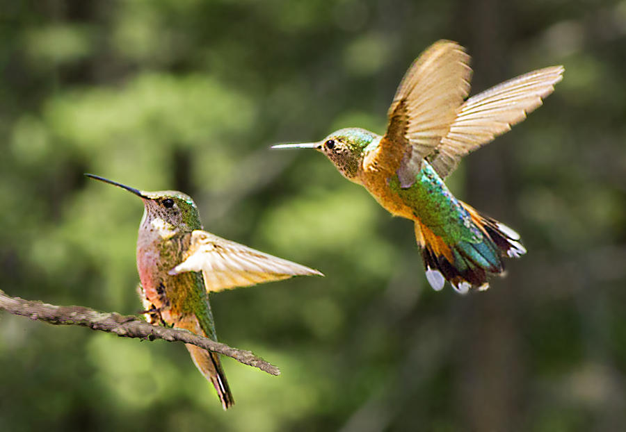Broadtail Hummingbird Pair Photograph by Lowell Monke