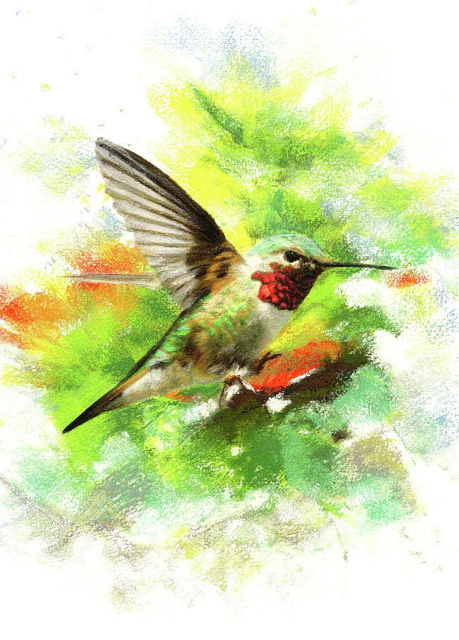 Wildlife Pastel - Broadtailed Hummingbird by Janice Lawrence
