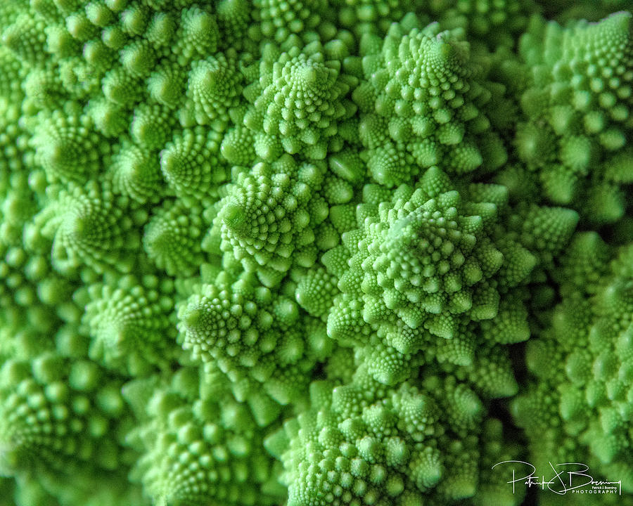 Broccoflower Photograph by Patrick Boening