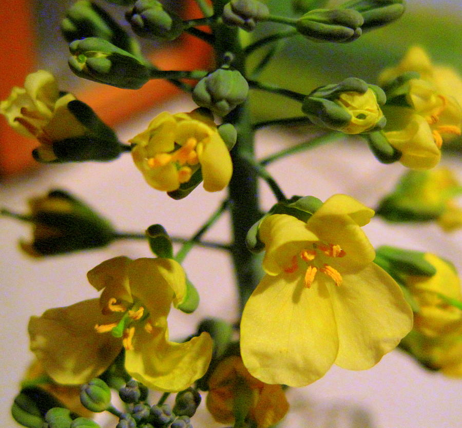 Broccoli Blossoms and Flowers Photograph by Lessandra Grimley
