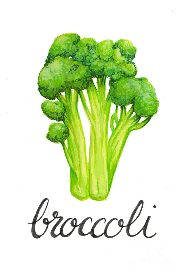 Broccoli Painting - Broccoli by Cindy Garber Iverson