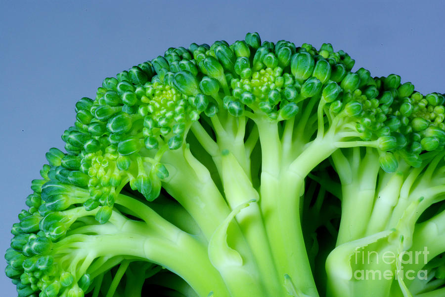 Broccoli Photograph by Scimat