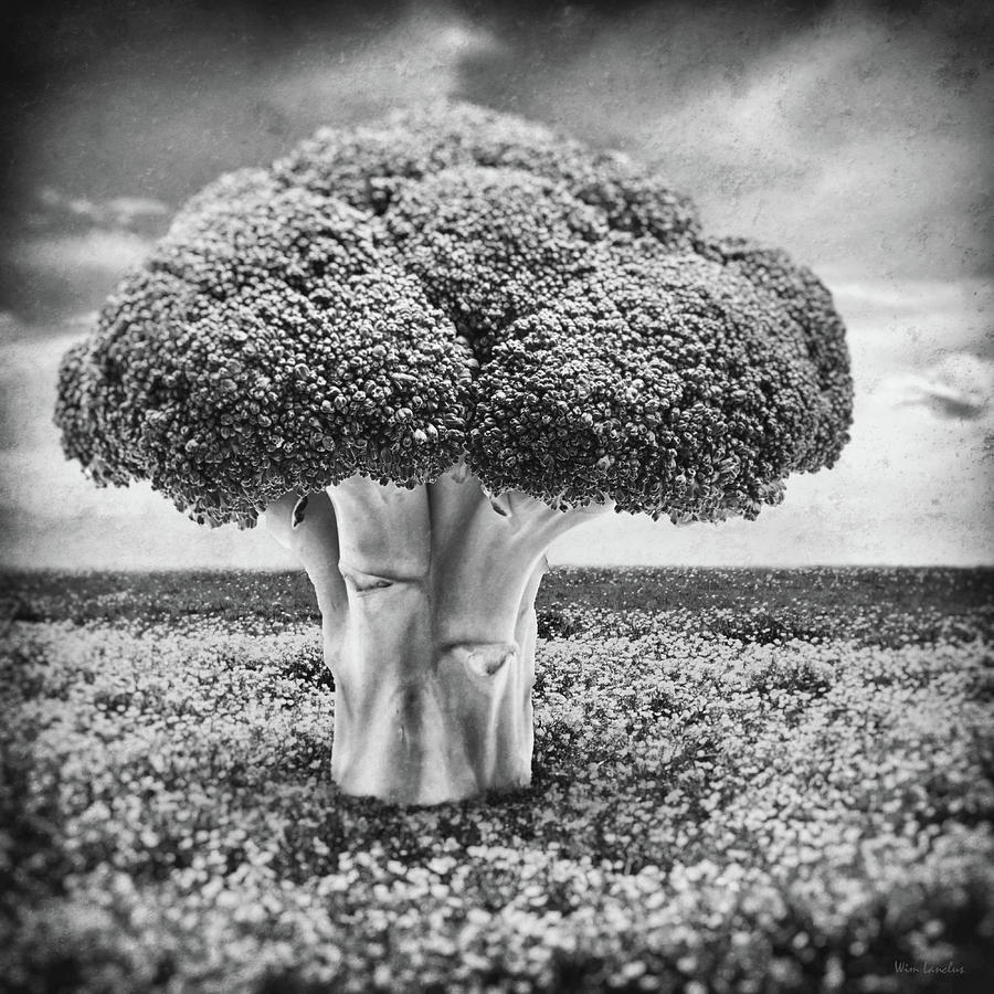 Broccoli Photograph - Broccoli Tree by Wim Lanclus