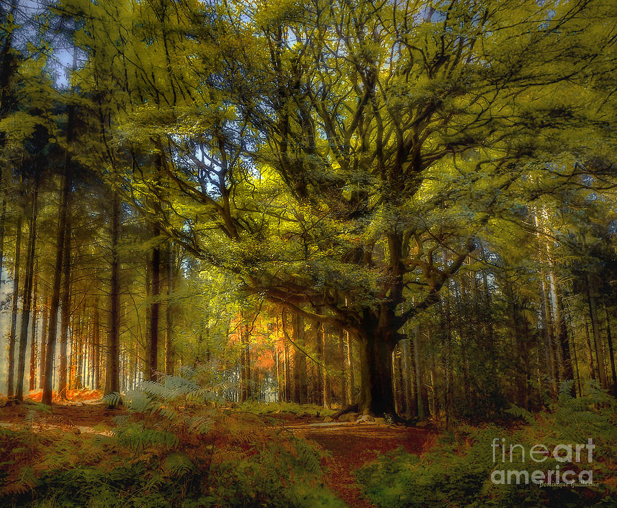 Tree Photograph - Broceliande forest by Dominique Guillaume