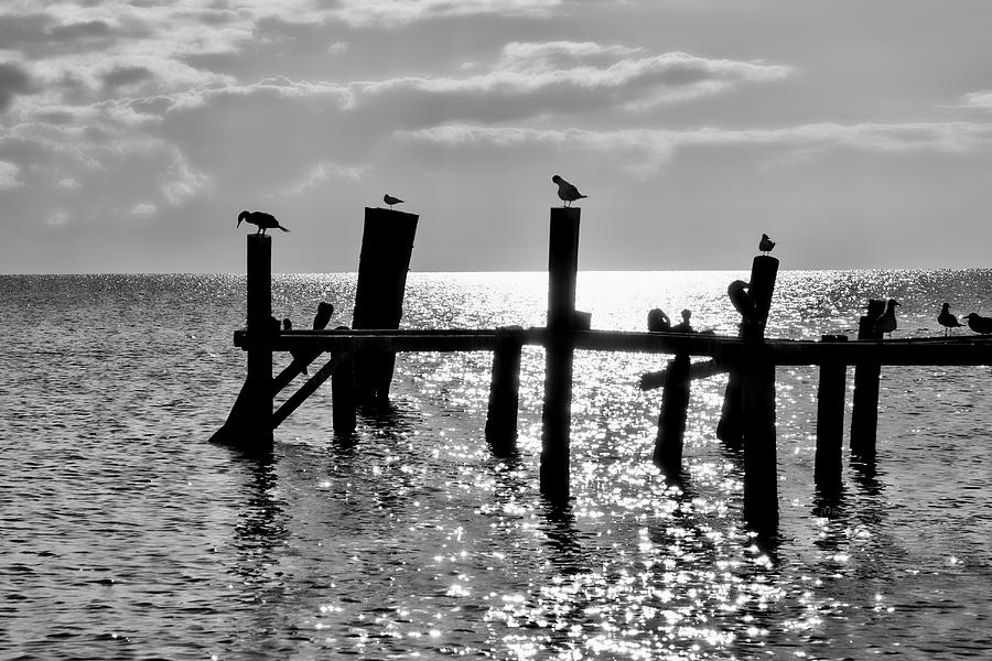 Brokedown Wharf and Birds Photograph by Allan Van Gasbeck