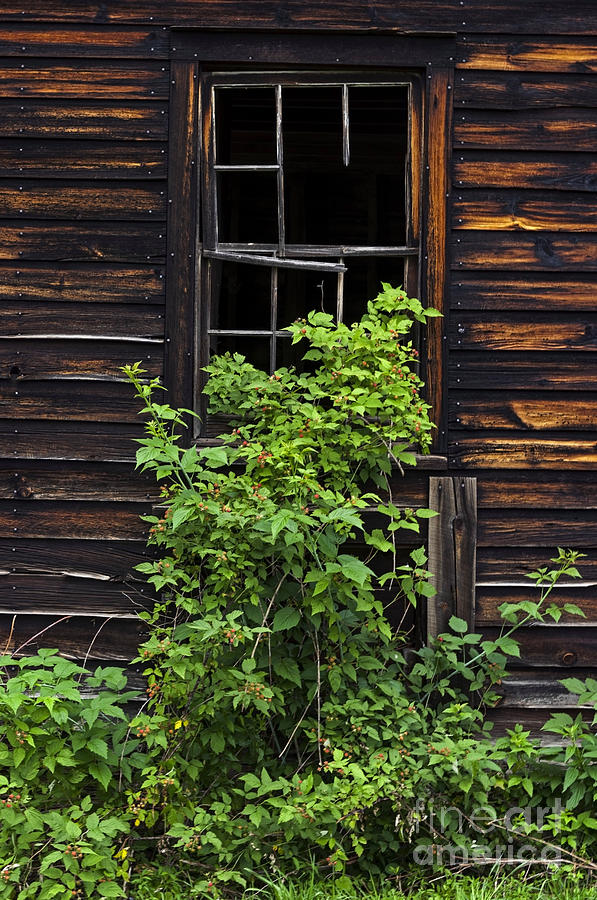 Summer Photograph - Broken Barn Window by Debra Fedchin