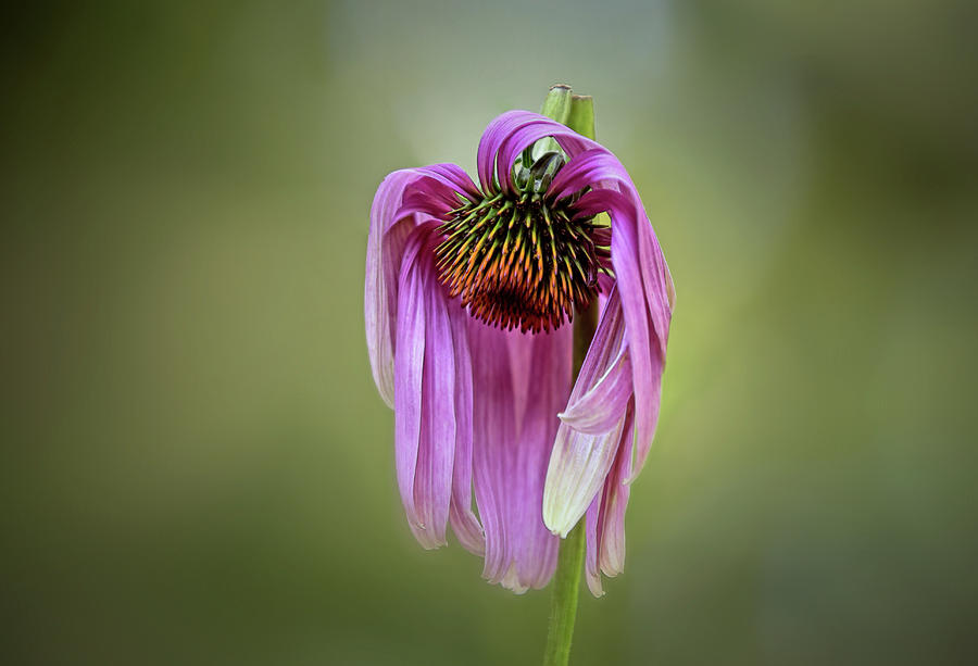 broken-but-not-broken-photograph-by-karen-jacob-fine-art-america