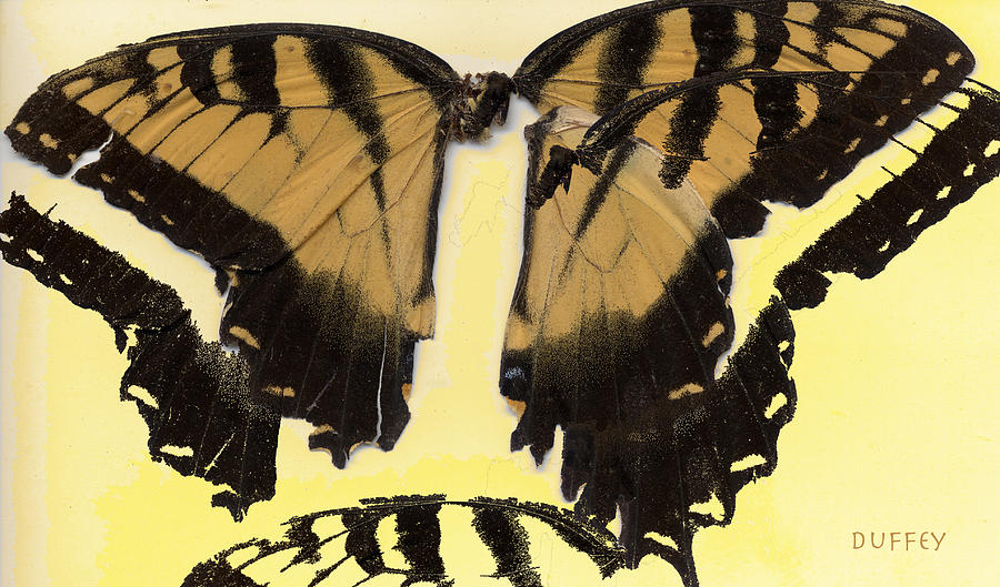 Broken Butterfly Digital Art by Doug Duffey
