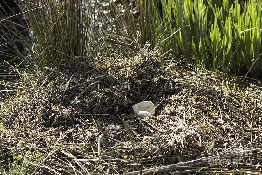 Broken Egg Abandoned in the Nest Photograph by Jeannette Hunt