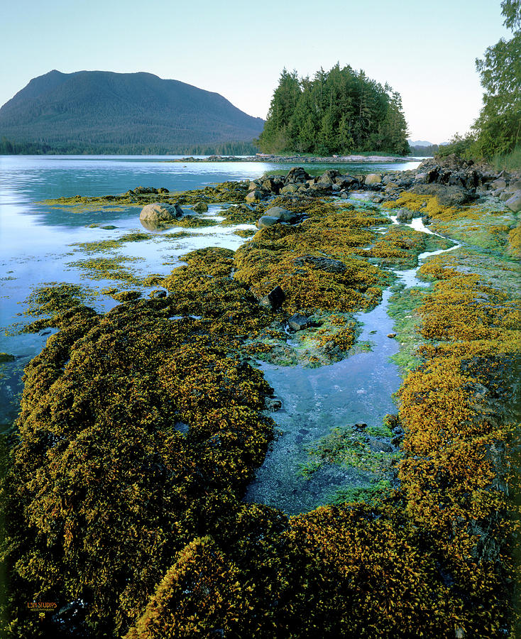Broken Islands - Vancouver Island Photograph by Steve Ellison