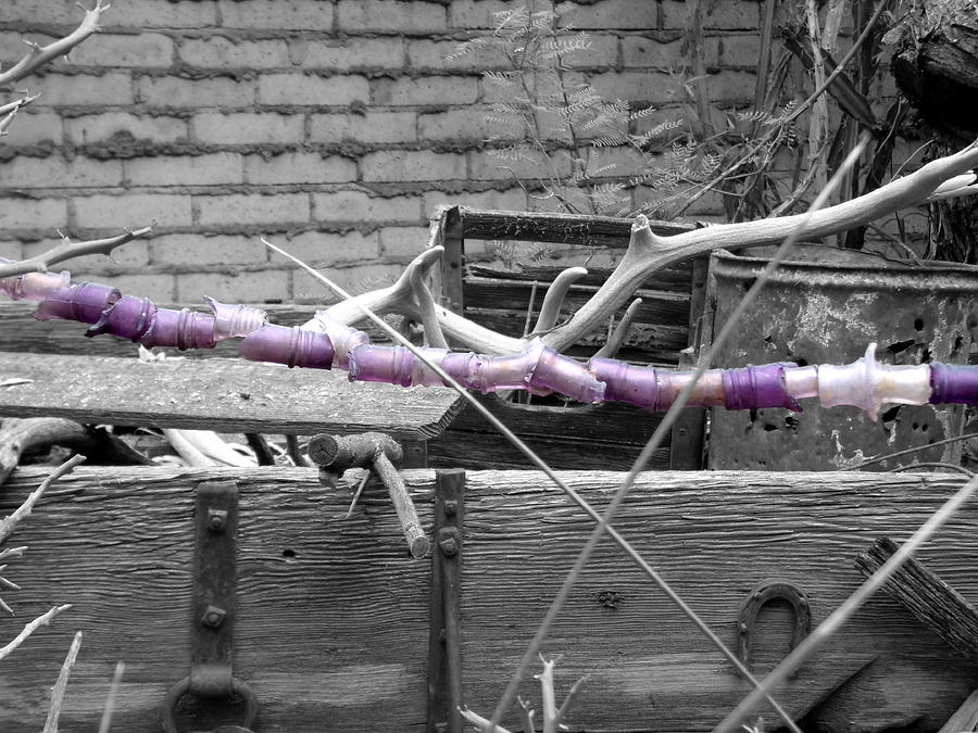 Broken Lavender Bottle Garland on Black and White Photograph by Colleen Cornelius