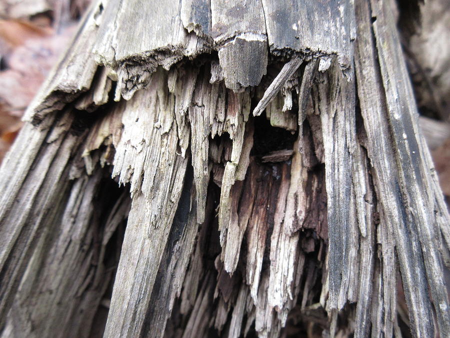 Tree Photograph - Broken Log by Christy P