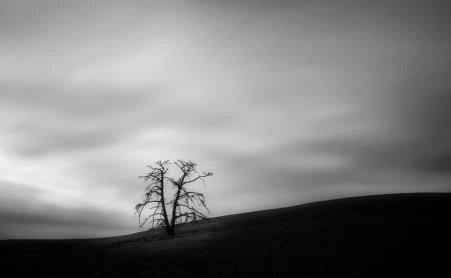 Tree Photograph - Broken by Mihai Florea Tree Photograph - Broken by Mihai Florea