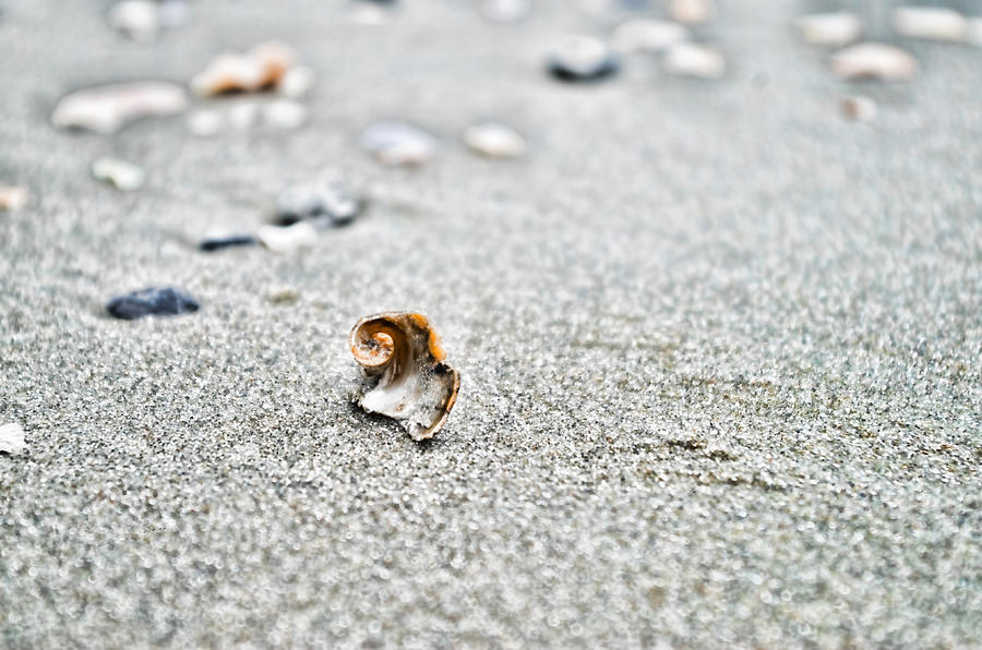 Broken Nautilus Photograph by Sharon Popek