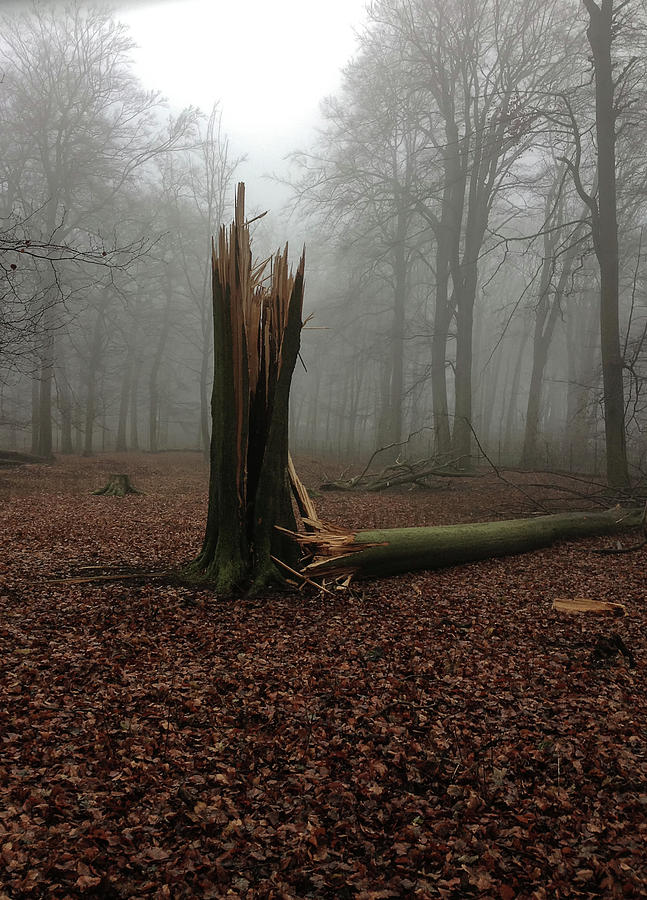 Broken oak Photograph by Marina Usmanskaya