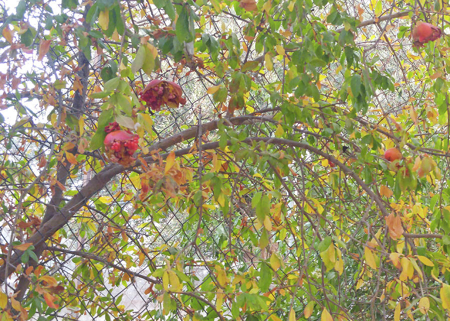 Broken Pomegranate Photograph by Munir Alawi