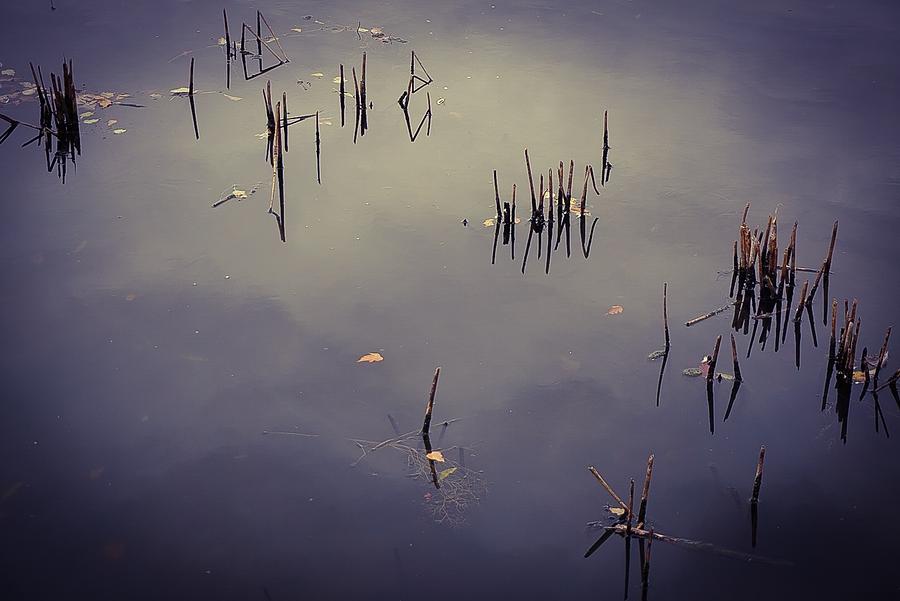 Broken Reeds No.1 Photograph by Desmond Raymond