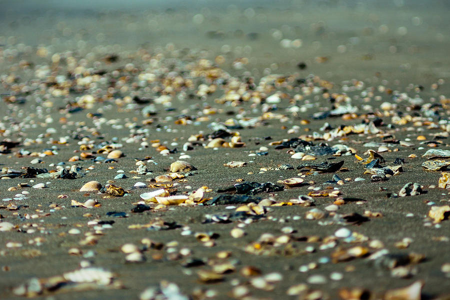 Broken Seashells Photograph by Chris Bordeleau