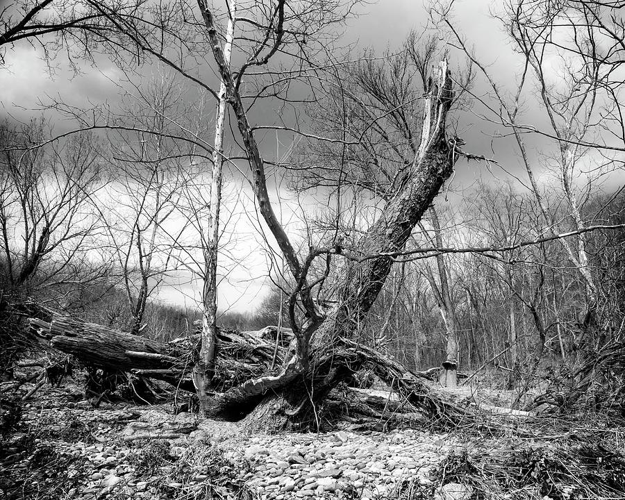 Broken Tree Photograph by Alan Raasch