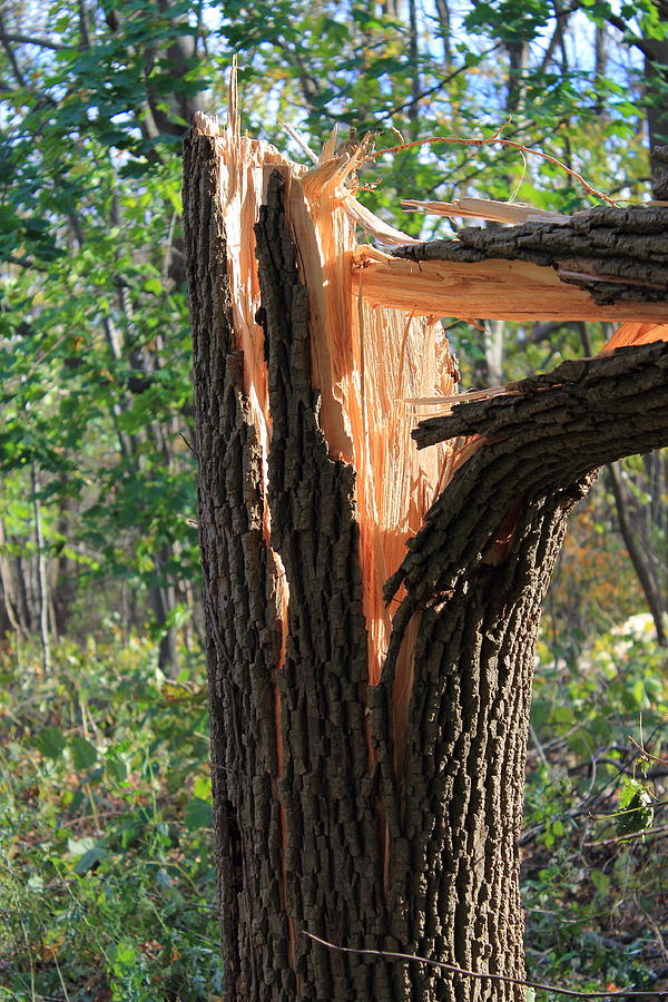 Broken Tree Photograph by Frank Romeo