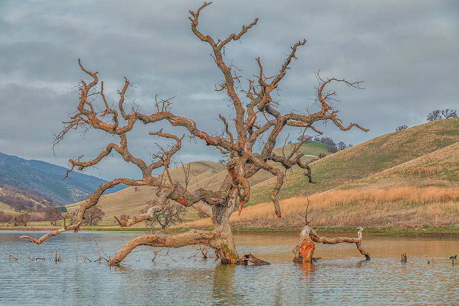 Broken Tree in Water Photograph by Marc Crumpler