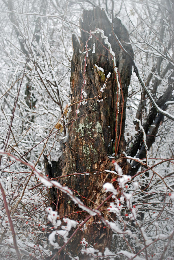 Winter Photograph - Broken Tree by Lisa Gabrius