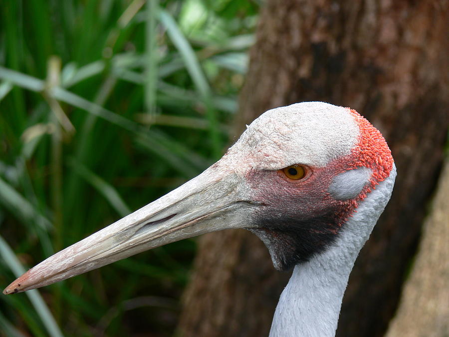 Brolga Photograph by Voodoo Delicious | Fine Art America