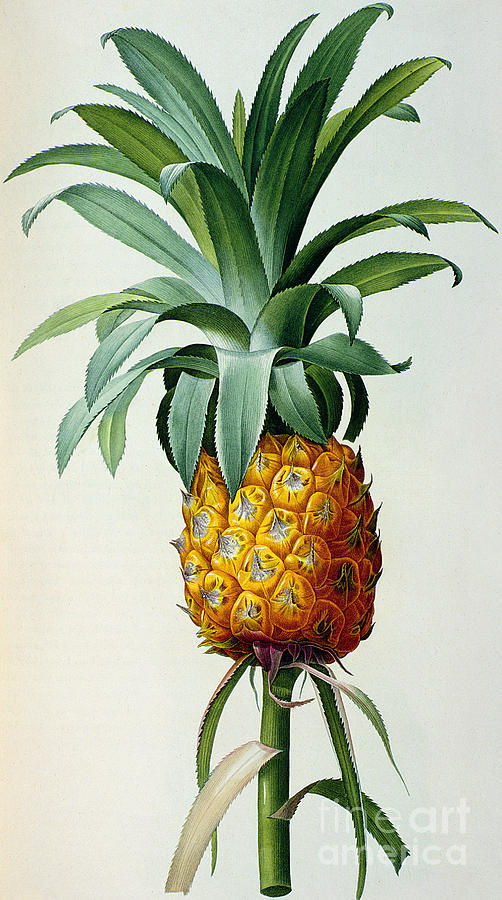 Pierre Joseph Redoute Drawing - Bromelia Ananas, from Les Bromeliacees by Pierre Joseph Redoute