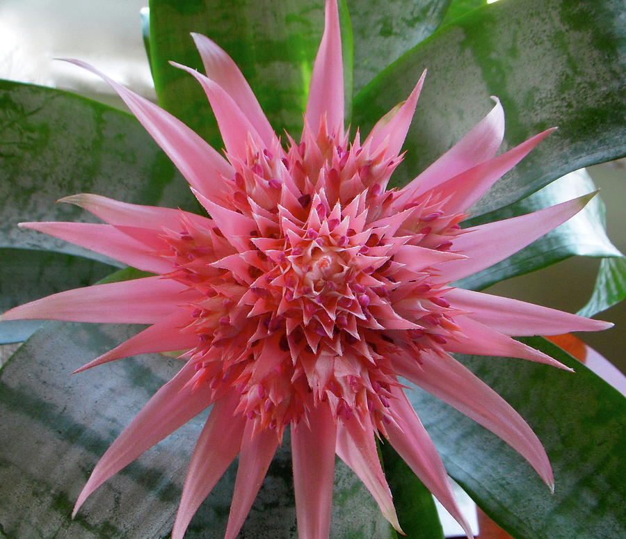 Bromelia Photograph by Jairo Rodriguez - Fine Art America