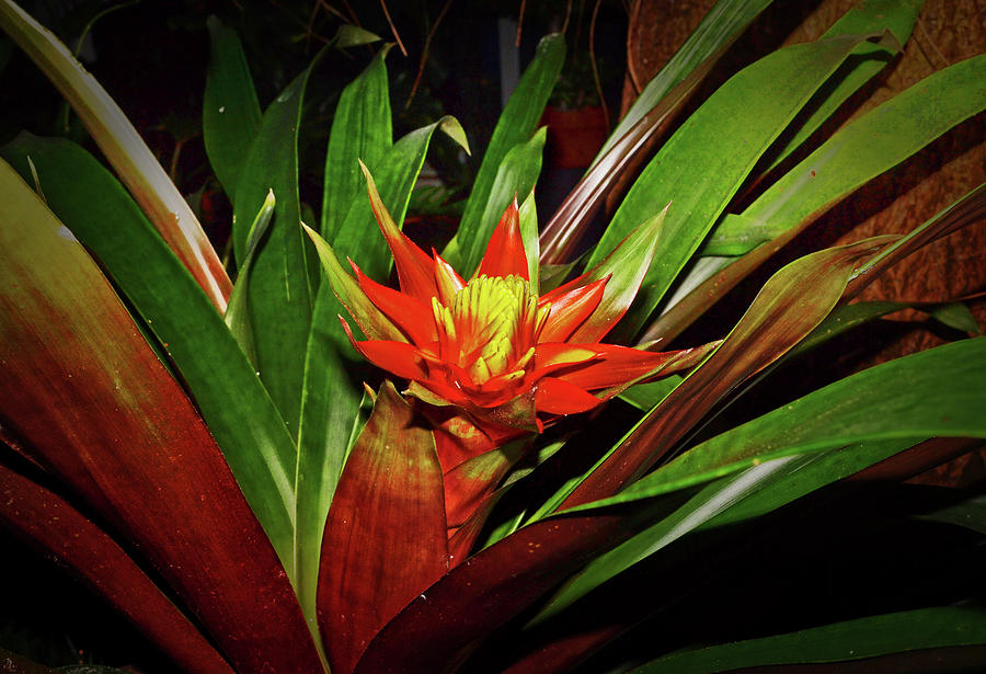 Bromeliad 015 Photograph by George Bostian