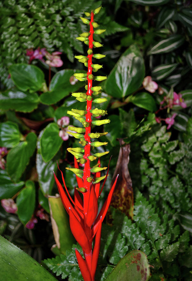 Bromeliad 025 Photograph by George Bostian