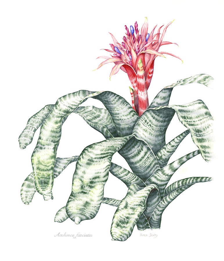 Botanical Illustration Painting - Bromeliad Aechmea fasciata by Karla Beatty