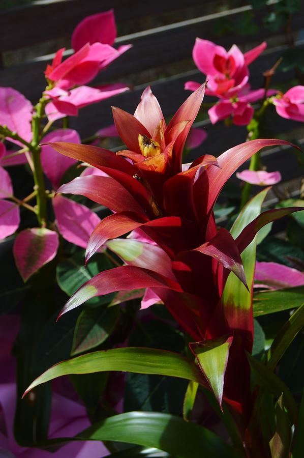 Bromeliad and Background Poinsettias Photograph by Warren Thompson