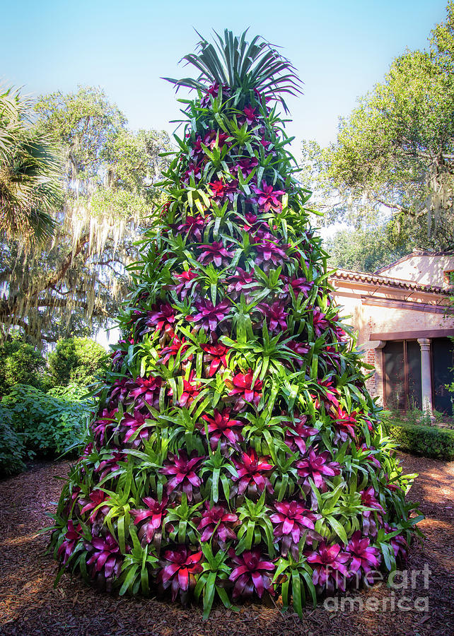 Bromeliad Christmas Tree at Pinewood Estate, Bok Tower Photograph by