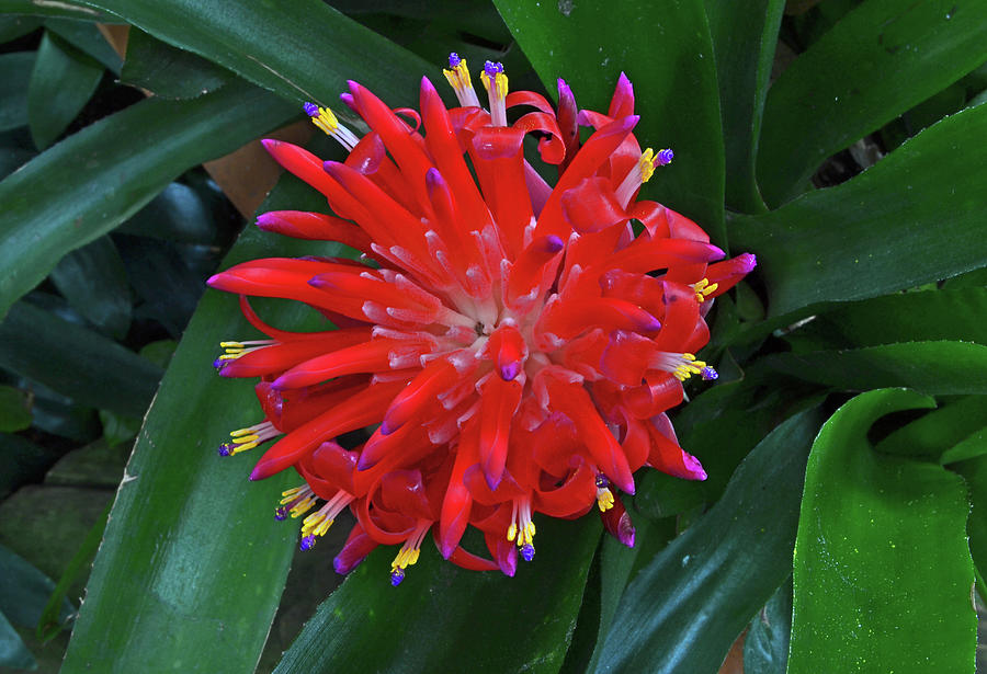 Bromeliad - Flaming Torch 004 Photograph by George Bostian