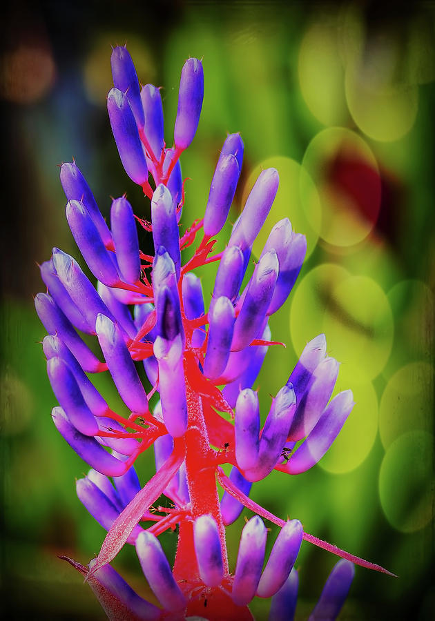Bromeliad Flower, Enhanced Photograph by Richard Goldman