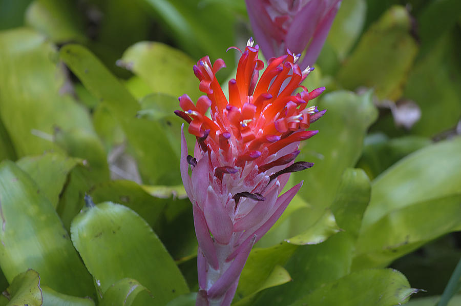 Nature Photograph - Bromeliad Flower by Kenneth Albin
