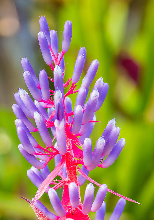 Bromeliad Flowering Photograph by Richard Goldman