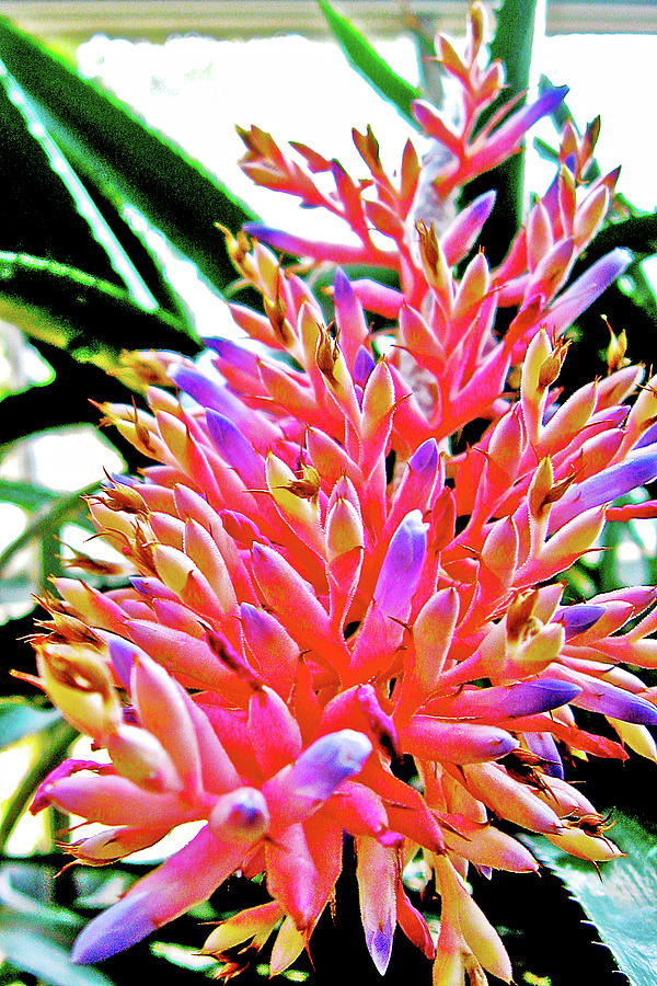 Bromeliad in National Botanical Garden, Washington DC Photograph by Ruth Hager