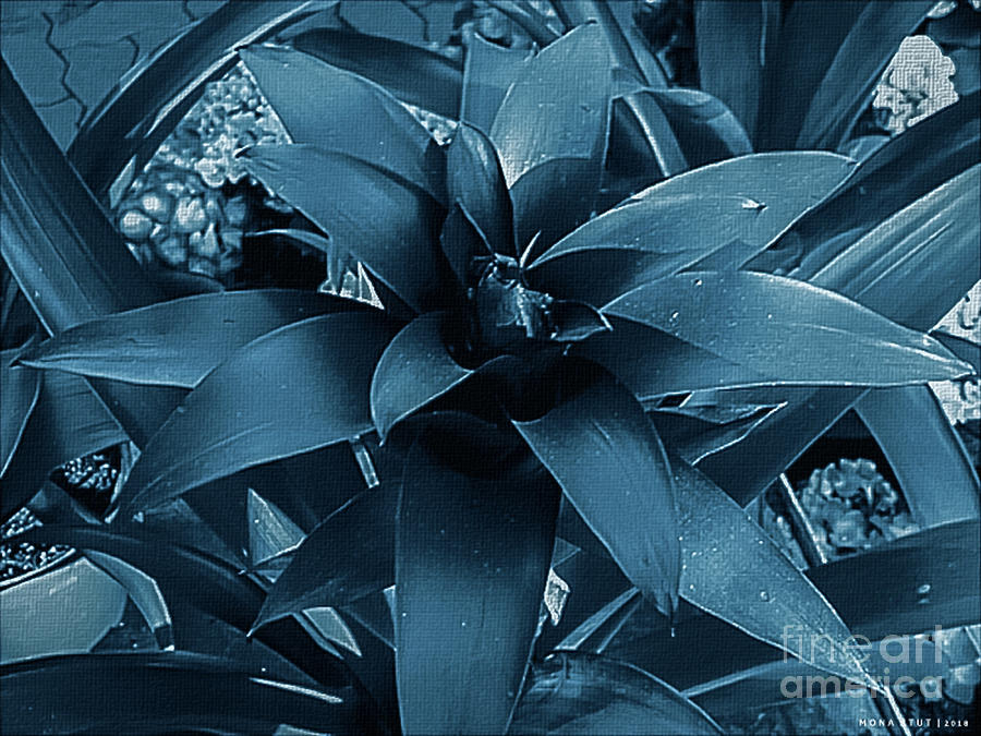 Bromeliad Mono Photograph