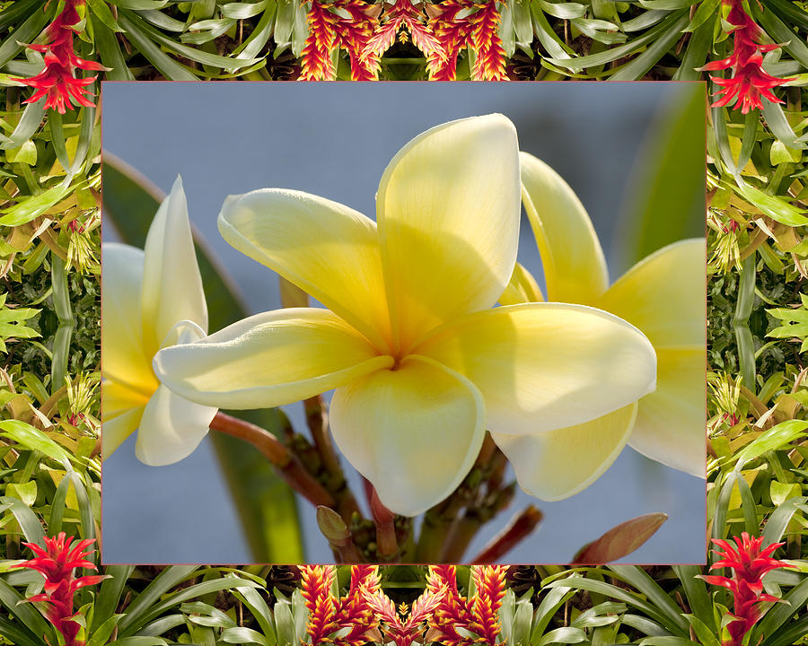 Bromeliad Plumeria Photograph by Bell And Todd