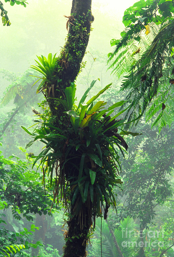 Bromeliads and Mist El Yunque Photograph by Thomas R Fletcher