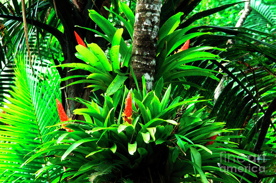 El Yunque National Forest Photograph - Bromeliads El Yunque National Forest by Thomas R Fletcher