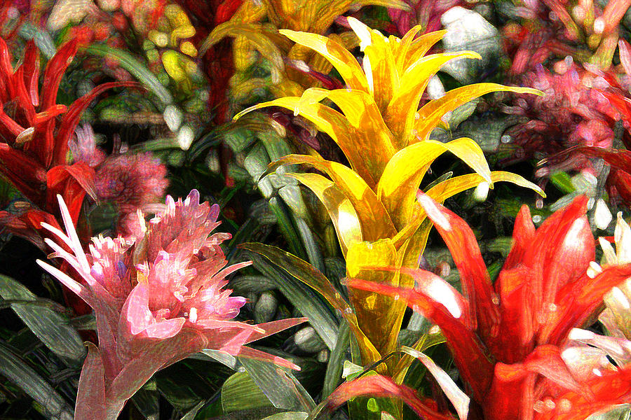 Bromeliads Photograph by Steven Sparks