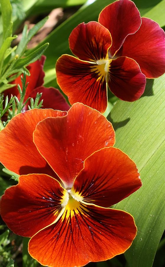 Nature Photograph - Brone Pansies by Bruce Bley
