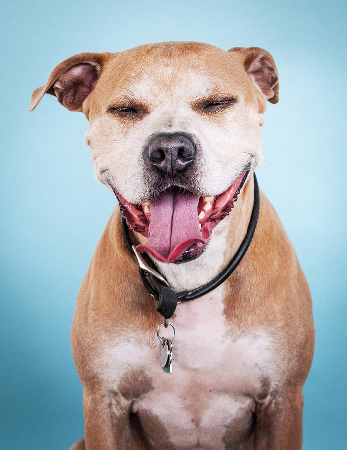 Bronson 2 Photograph by Pit Bull Headshots by Headshots Melrose - Fine ...