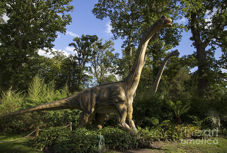 Brontosaurus Photograph by Sebastien Coell