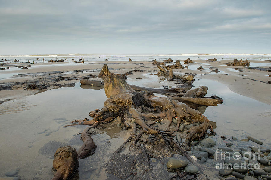 Bronze Age sunken forest at Borth on the West Wales Coast UK Photograph ...